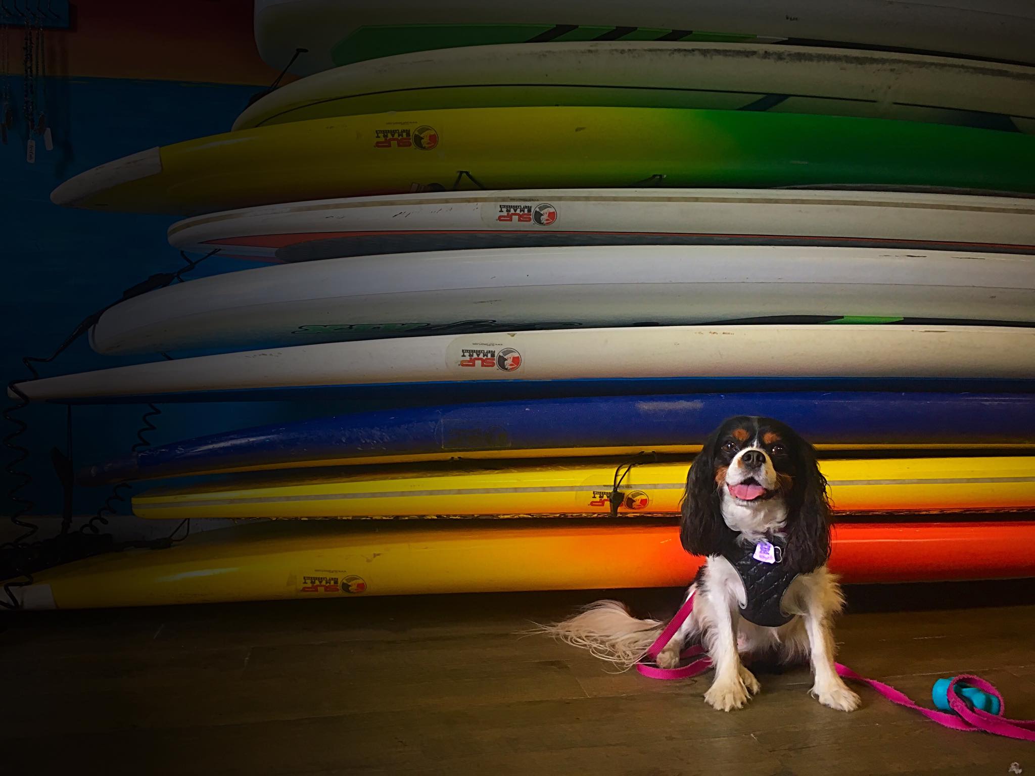 Maya and Paddleboards